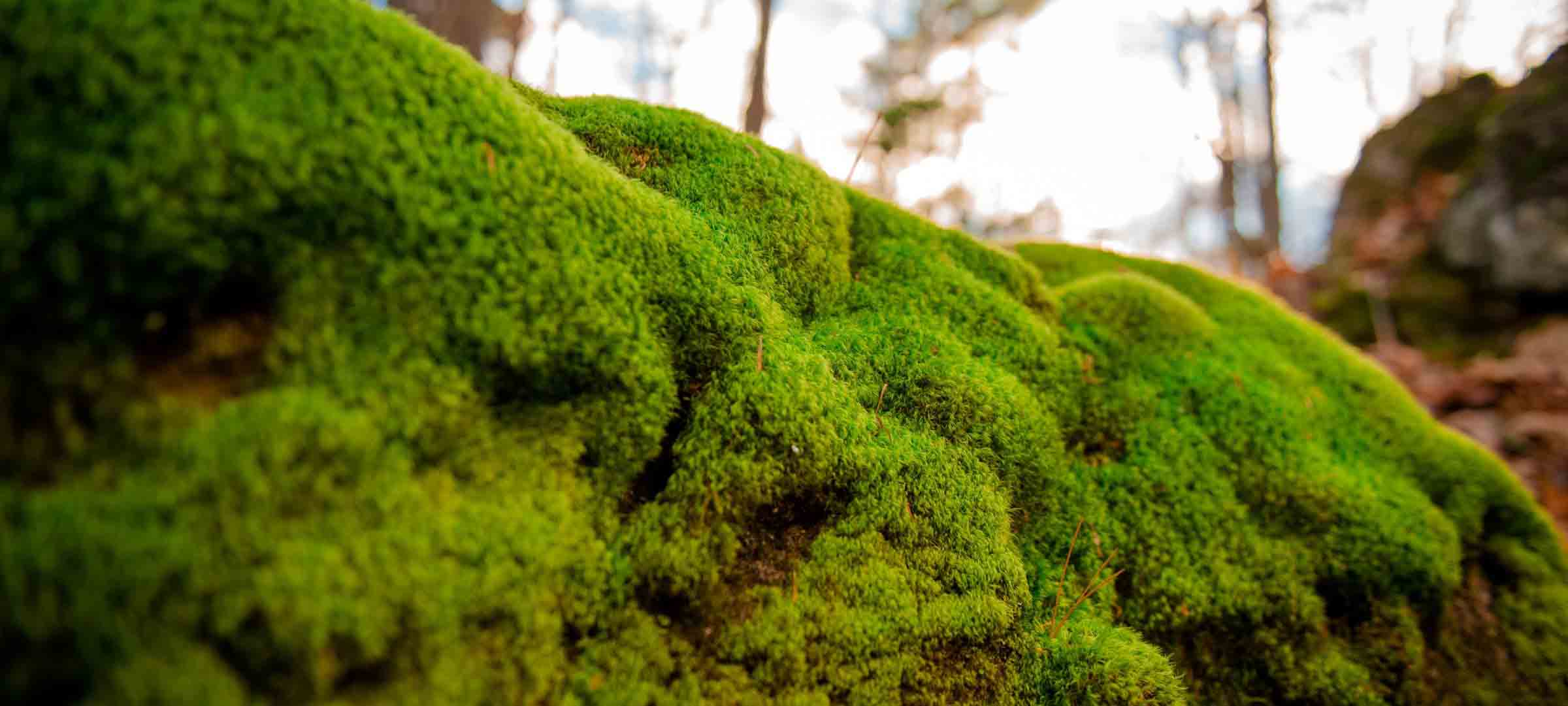 Applied Ecology